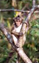 Hanuman 